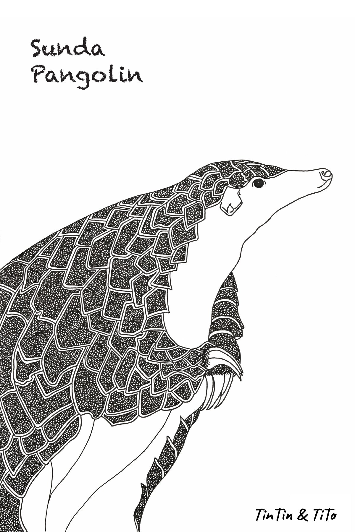 Once and Still Wild: AR Postcard  By Tintin and Tito